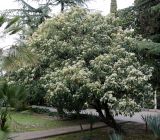 Photinia serratifolia