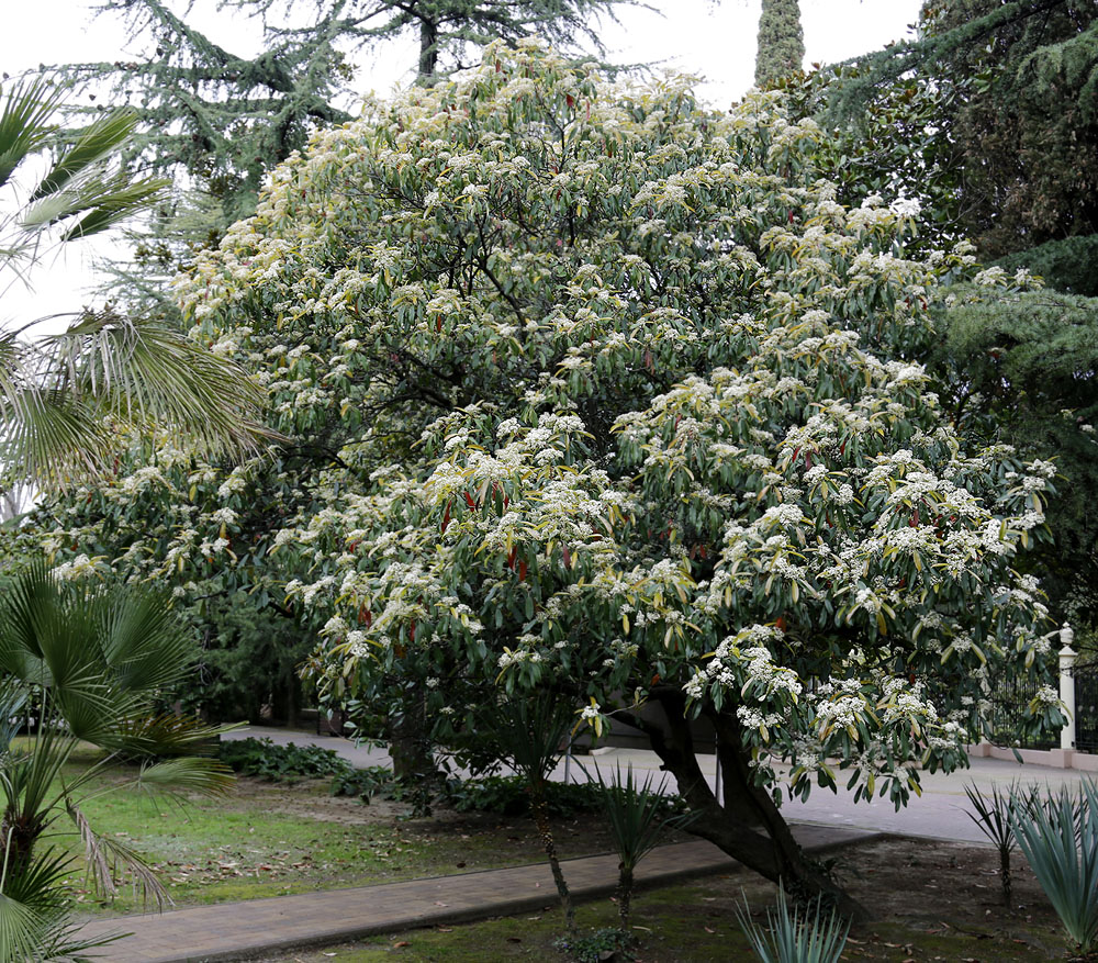 Image of Photinia serratifolia specimen.