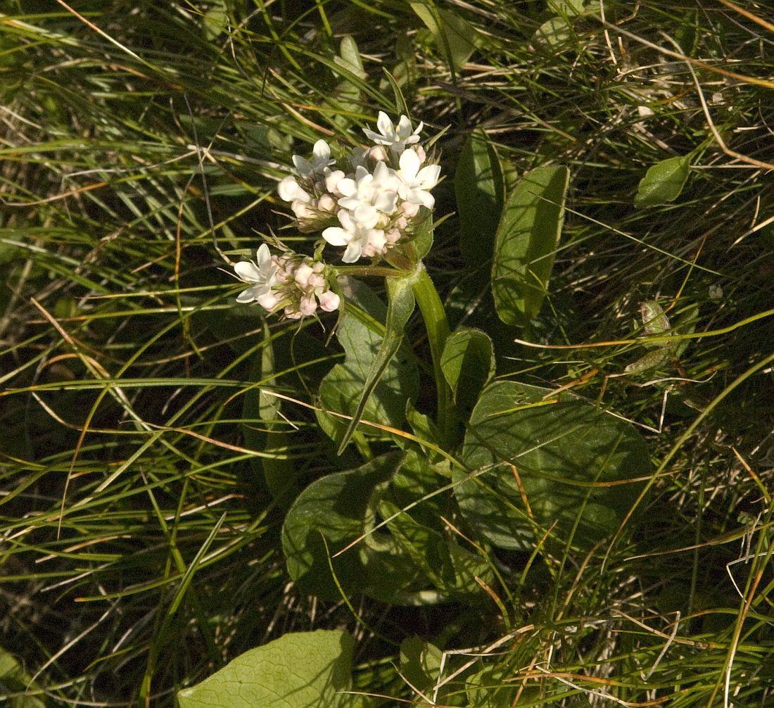 Image of Valeriana alpestris specimen.