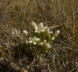 Gentianella promethea