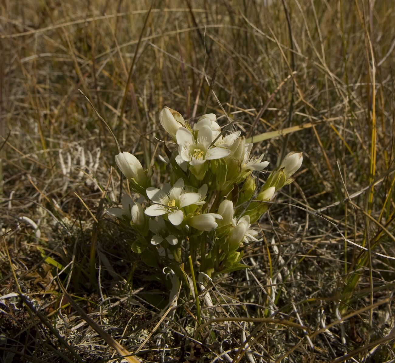 Image of Gentianella promethea specimen.