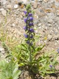 Echium vulgare. Цветущее растение. Горный Крым, гора Южная Демерджи. 21.06.2009.