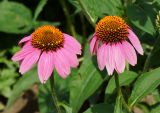 Echinacea purpurea. Соцветия. Восточный Казахстан, г. Усть-Каменогорск, Архитектурно-ландшафтный музей-заповедник, в культуре. 11.07.2017.