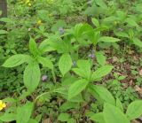 Brachybotrys paridiformis