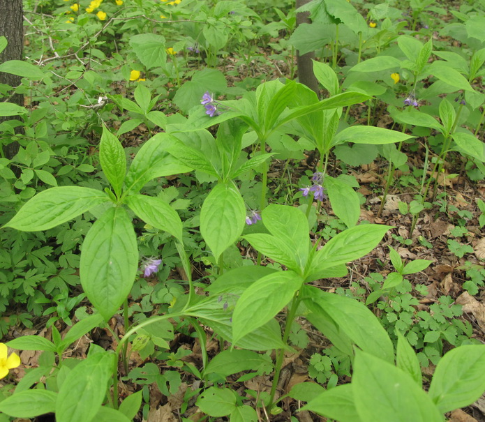 Изображение особи Brachybotrys paridiformis.