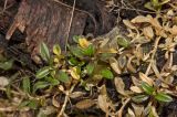 Cerastium holosteoides. Прошлогодние и молодые побеги. Башкортостан, Белорецкий р-н, Ишлинский сельсовет, долина р. Большой Инзер в р-не дер. Карталы, правый берег, каменистая ж.-д. насыпь около ж.-д. моста через реку. 29 апреля 2018 г.