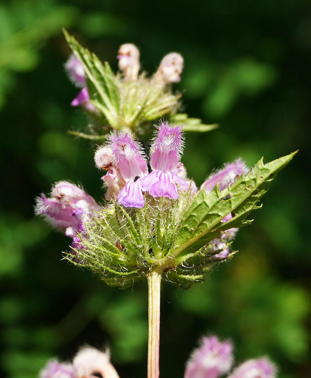 Image of Phlomoides tuberosa specimen.