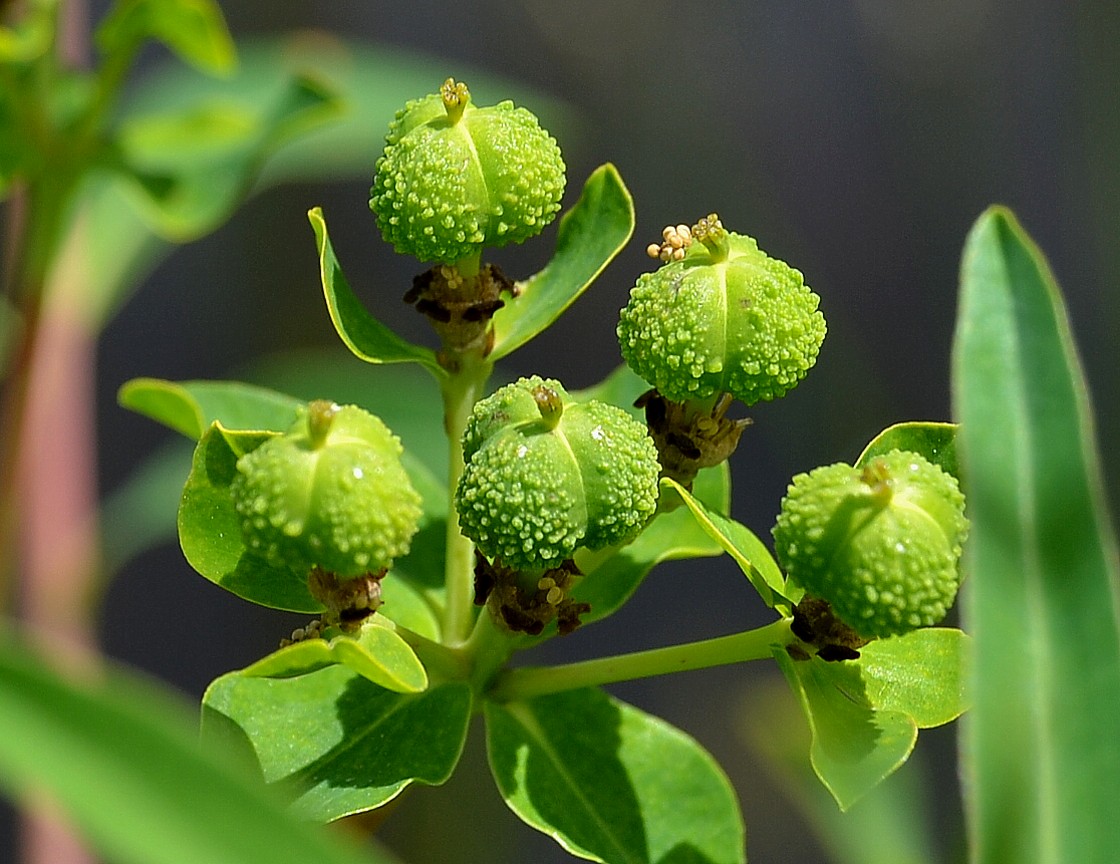 Изображение особи Euphorbia palustris.