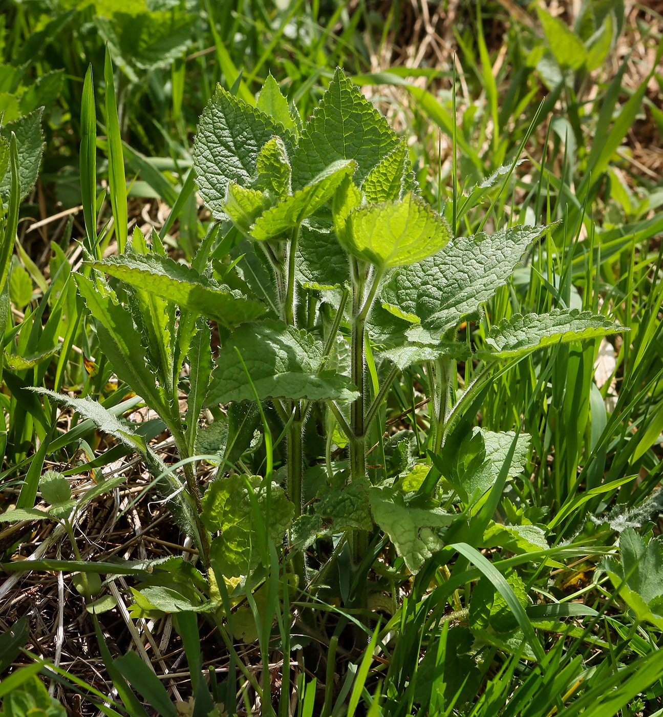 Изображение особи Stachys sylvatica.