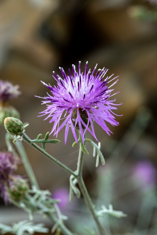 Изображение особи Centaurea gymnocarpa.