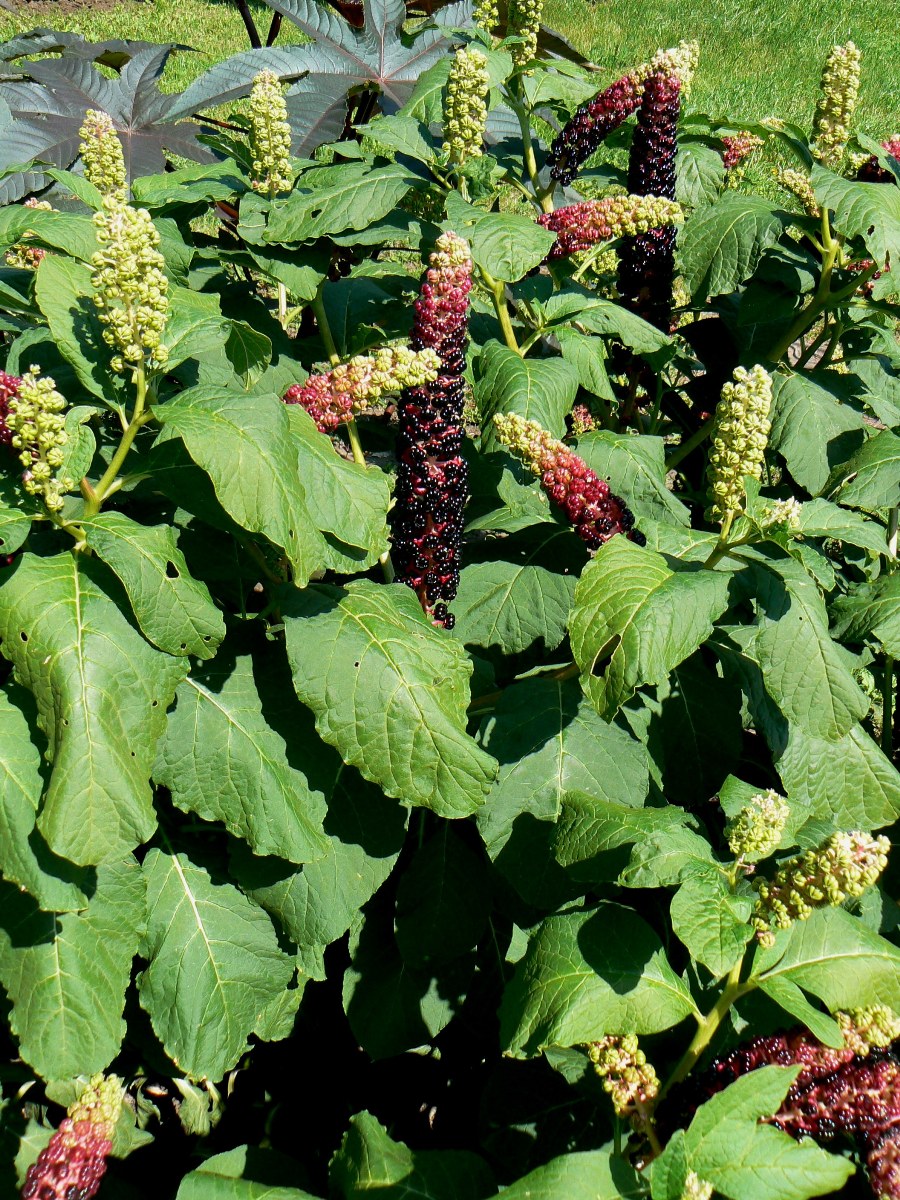 Image of Phytolacca acinosa specimen.