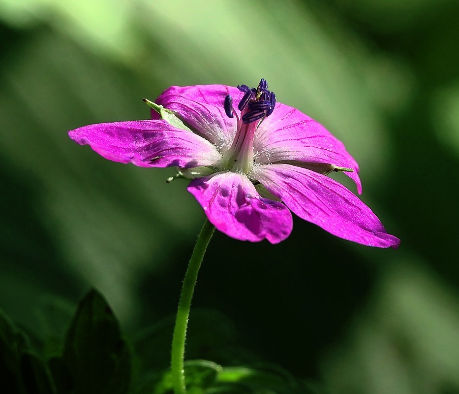 Изображение особи Geranium palustre.