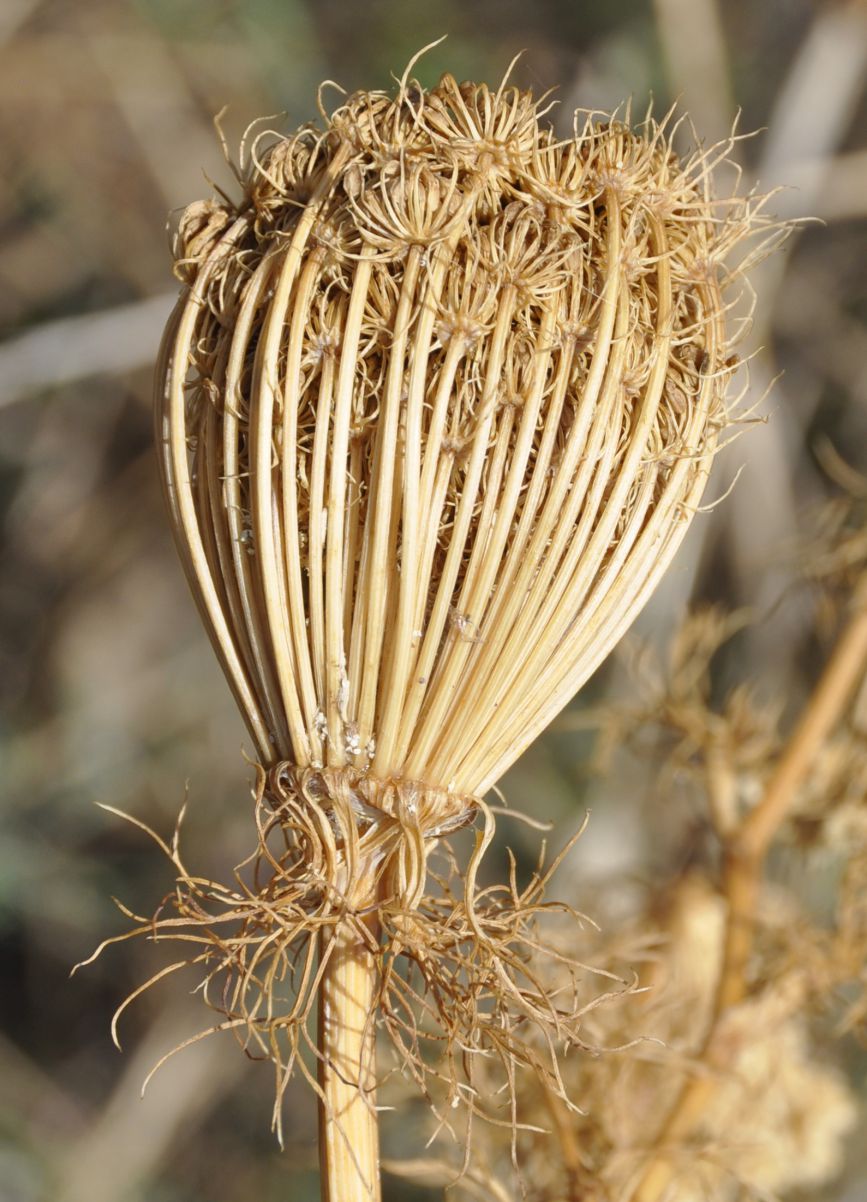 Изображение особи Visnaga daucoides.