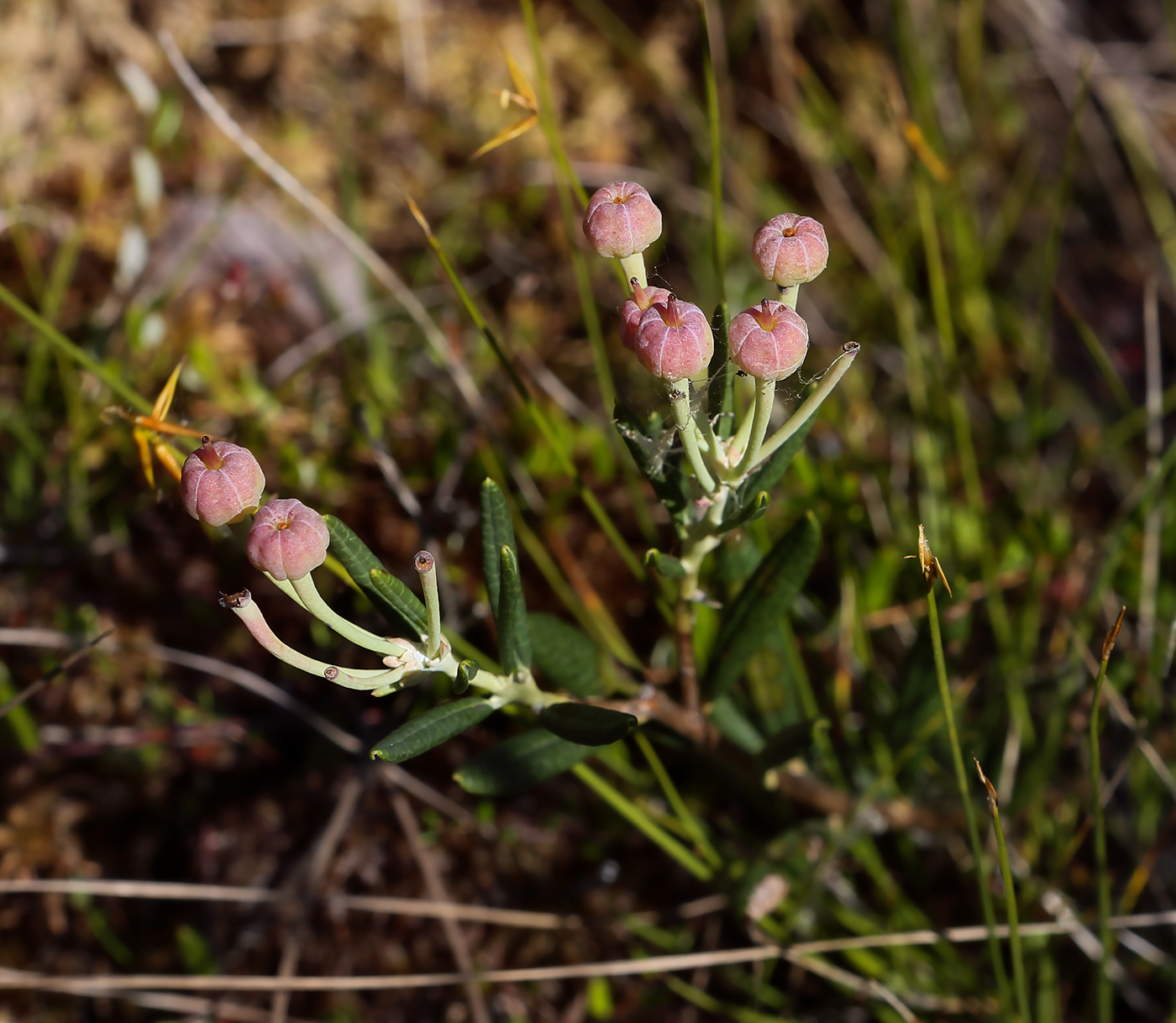 Изображение особи Andromeda polifolia.