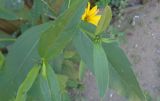 genus Helianthus