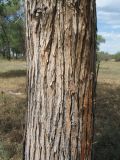 Populus diversifolia