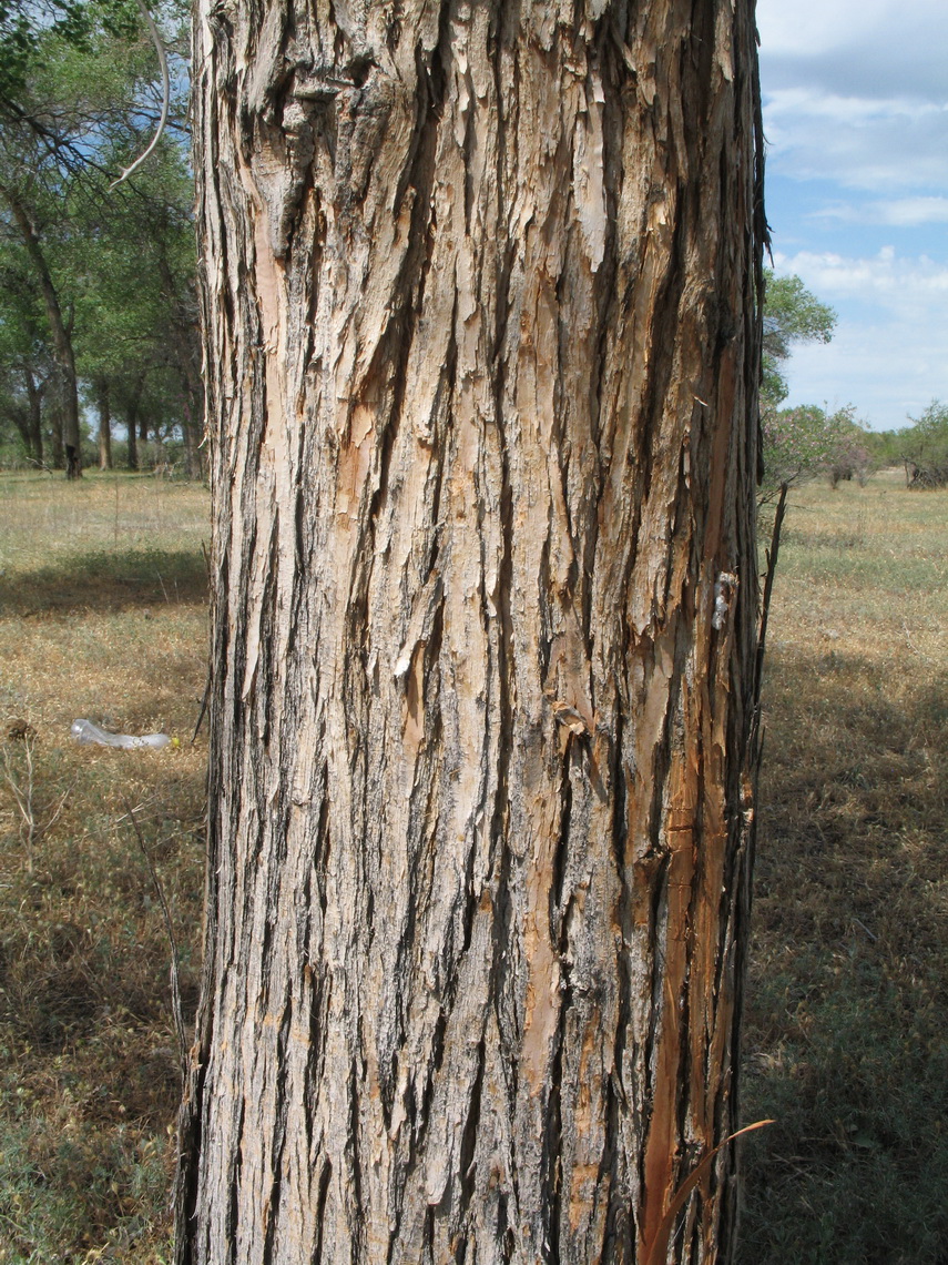 Image of Populus diversifolia specimen.