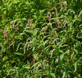 Persicaria lapathifolia. Верхушки цветущих растений с белыми и розовыми соцветиями. Восточный Казахстан, г. Усть-Каменогорск, правый берег р. Иртыш, влажный, луг. 02.08.2018.