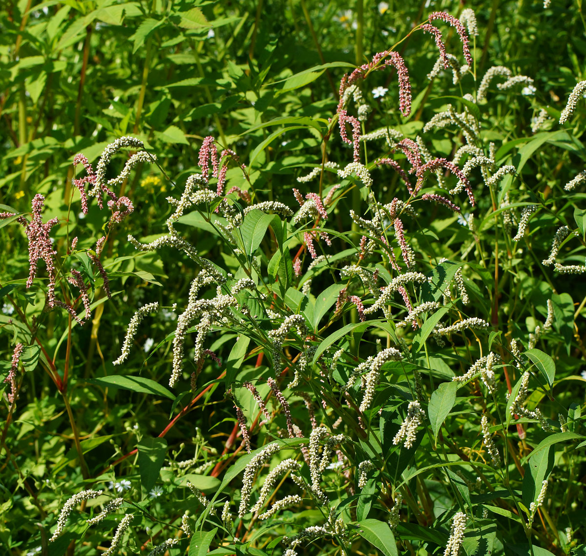 Image of Persicaria lapathifolia specimen.