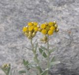 Cladochaeta candidissima. Верхушка цветущего растения. Республика Северная Осетия-Алания, окр. с. Нижний Ларс, галечно-песчаный берег р. Терек. 30.07.2018.