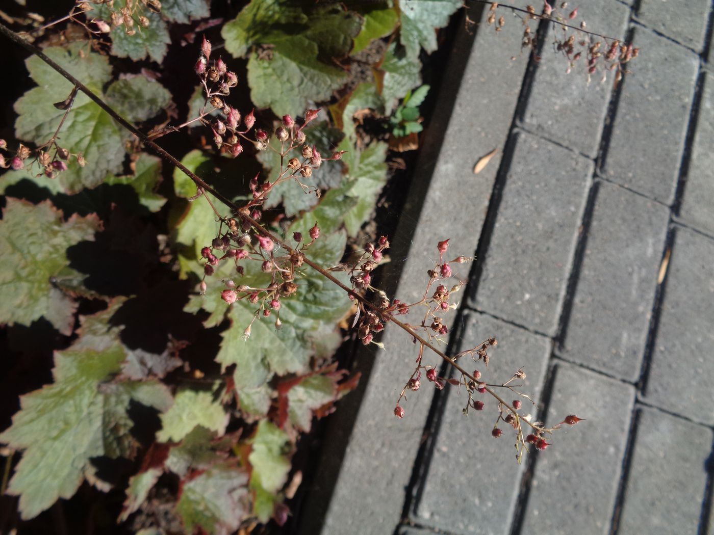 Image of Heuchera micrantha specimen.