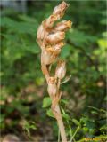 Hypopitys monotropa. Верхняя часть соцветия. Украина, Ивано-Франковская обл., Болеховский горсовет, Поляницкий сельсовет, Поляницкий региональный ландшафтный парк, урочище Выдрына, буковый лес. 23.07.2018.