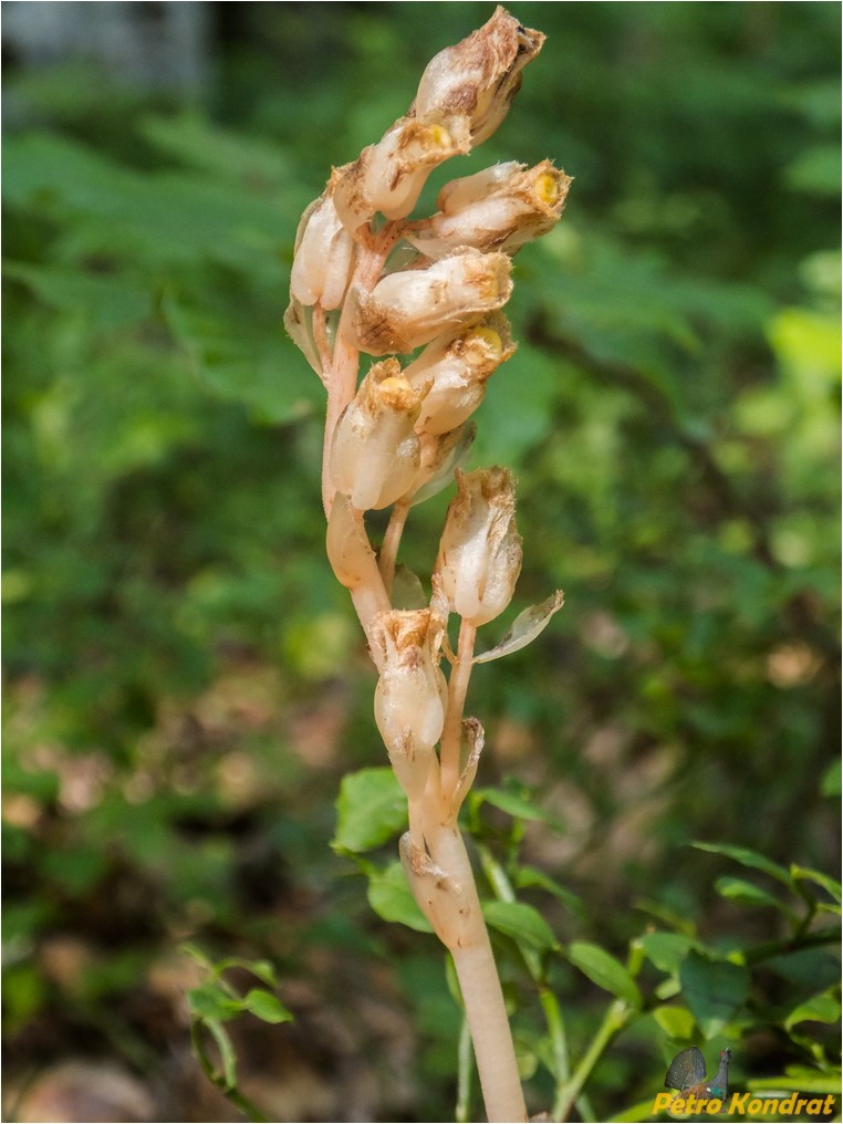 Image of Hypopitys monotropa specimen.