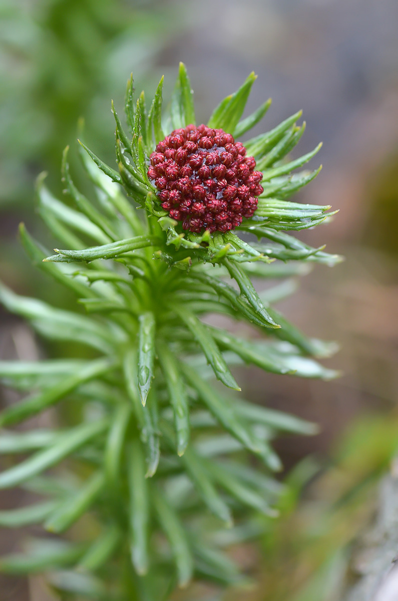 Image of Rhodiola linearifolia specimen.