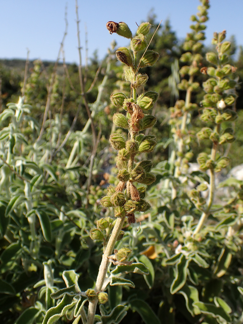 Image of Salvia fruticosa specimen.