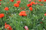 Papaver macrostomum. Верхушки побегов с цветками и бутонами. Грузия, край Самцхе-Джавахети, Ахалцихский муниципалитет, окр. с. Грели, луг. 28.05.2018.