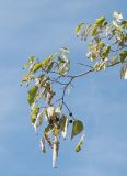 Celtis australis. Ветвь с плодами и скелетированными листьями. Краснодарский край, м/о город-курорт Сочи, Адлерский р-н, Природный орнитологический парк в Имеретинской низменности, кластер №7, в культуре. 30.10.2018.