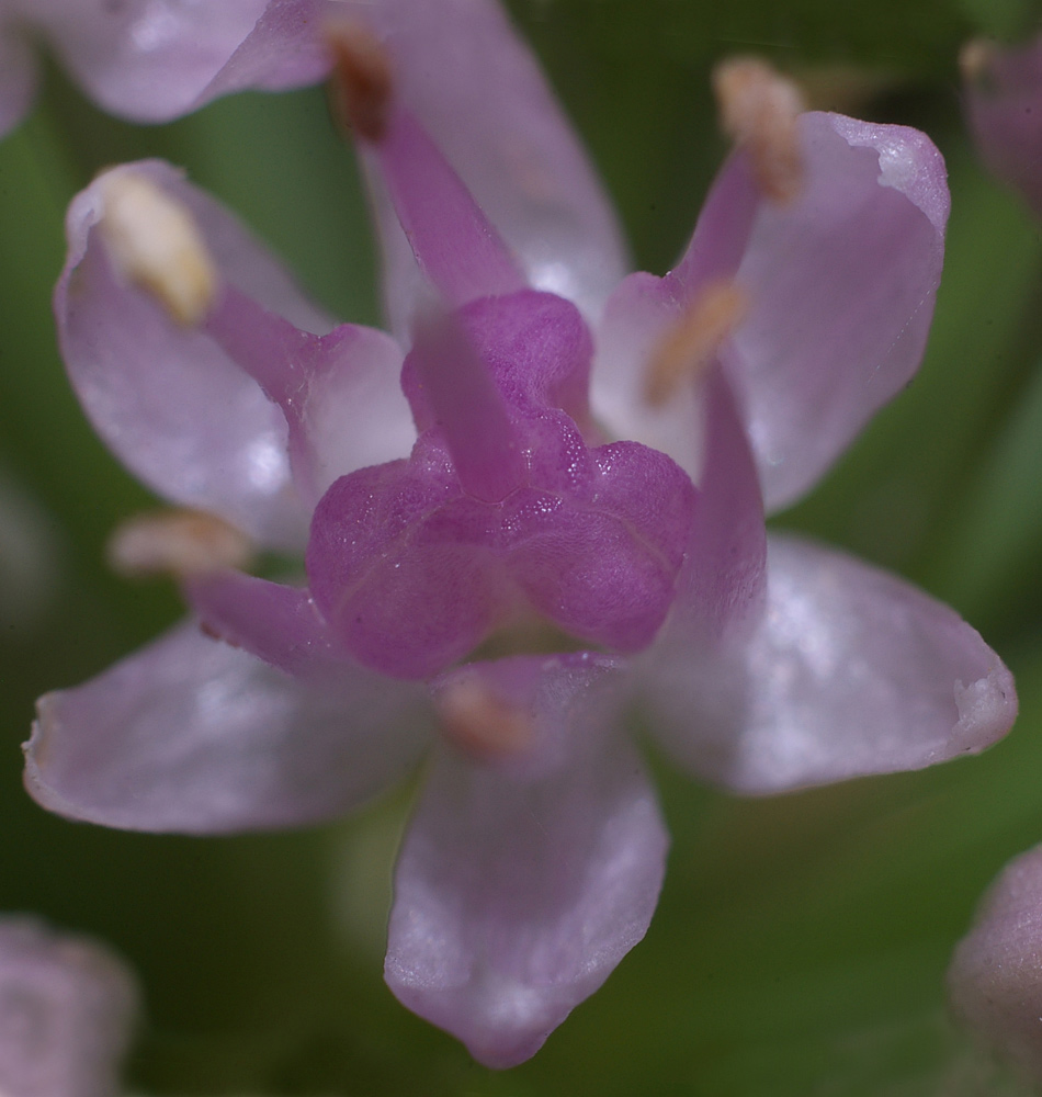 Image of Allium nutans specimen.