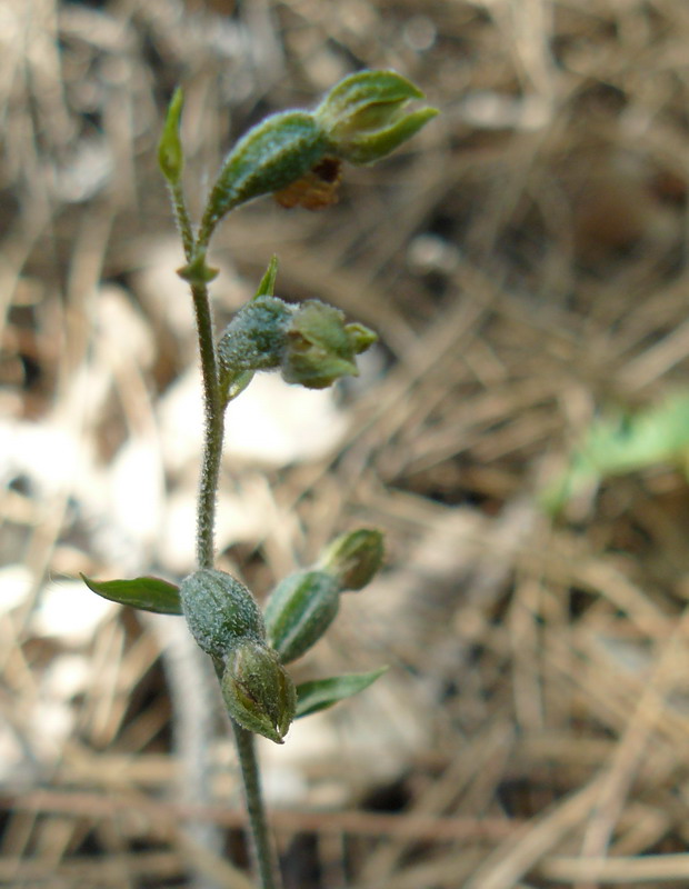 Изображение особи Epipactis microphylla.