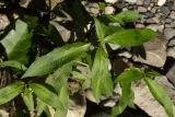 род Persicaria