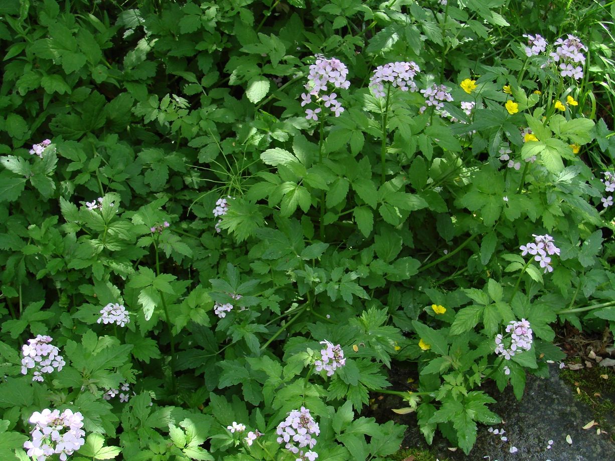 Image of Cardamine macrophylla specimen.