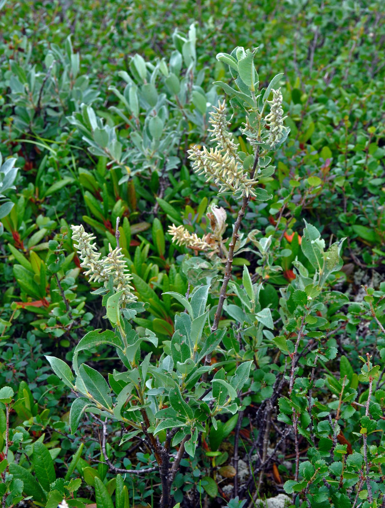 Image of Salix glauca specimen.