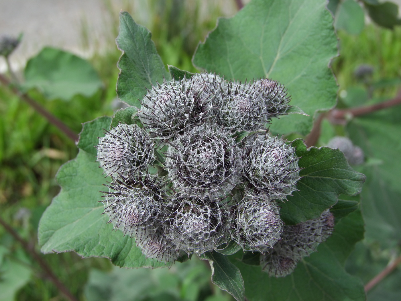 Изображение особи Arctium tomentosum.