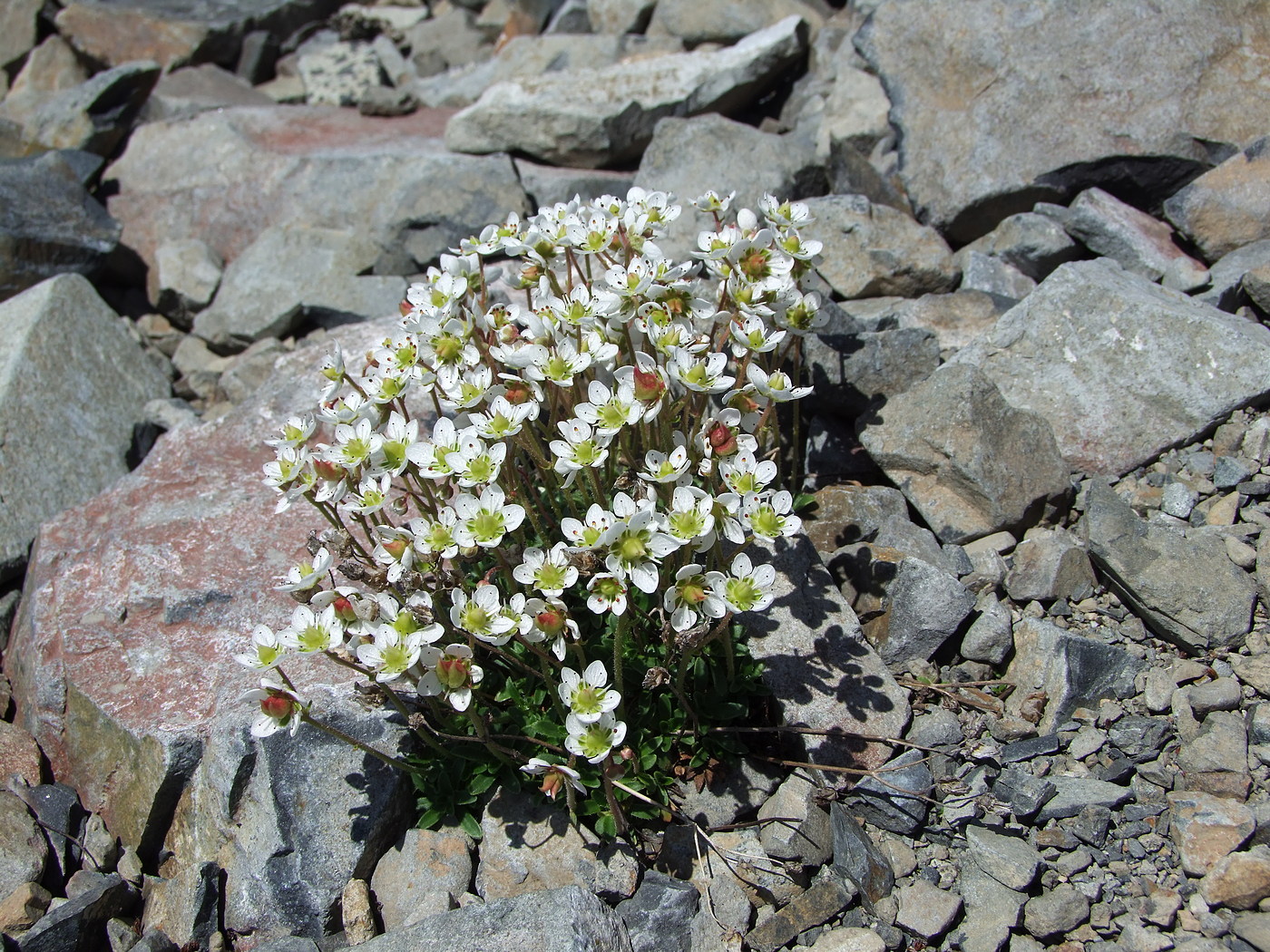 Image of Micranthes merkii specimen.