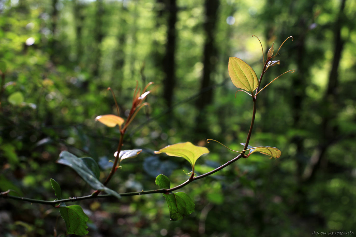 Image of Smilax excelsa specimen.