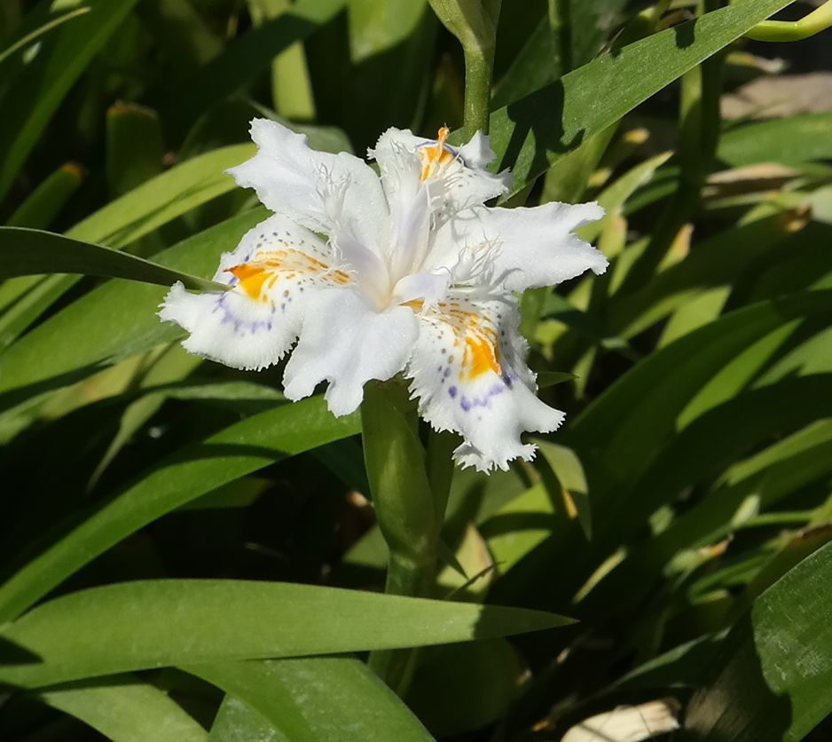 Image of Iris japonica specimen.