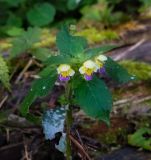Galeopsis speciosa