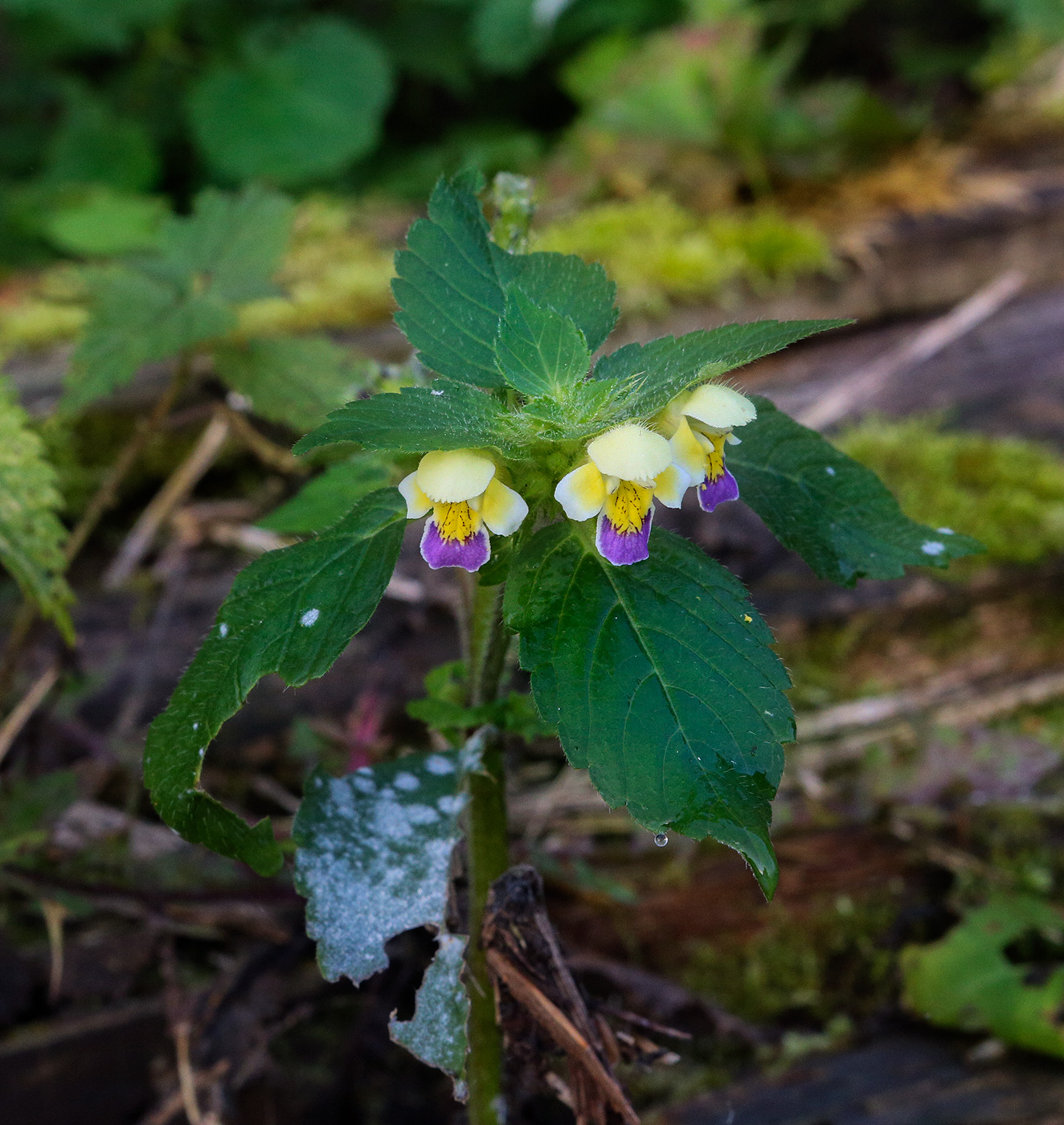 Image of Galeopsis speciosa specimen.