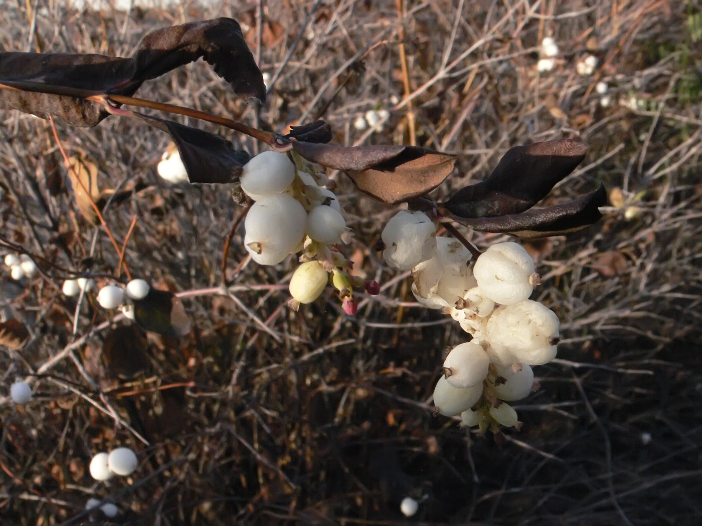 Image of Symphoricarpos albus var. laevigatus specimen.