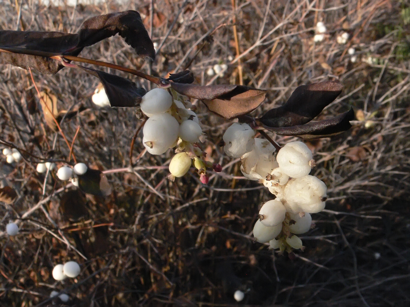 Изображение особи Symphoricarpos albus var. laevigatus.