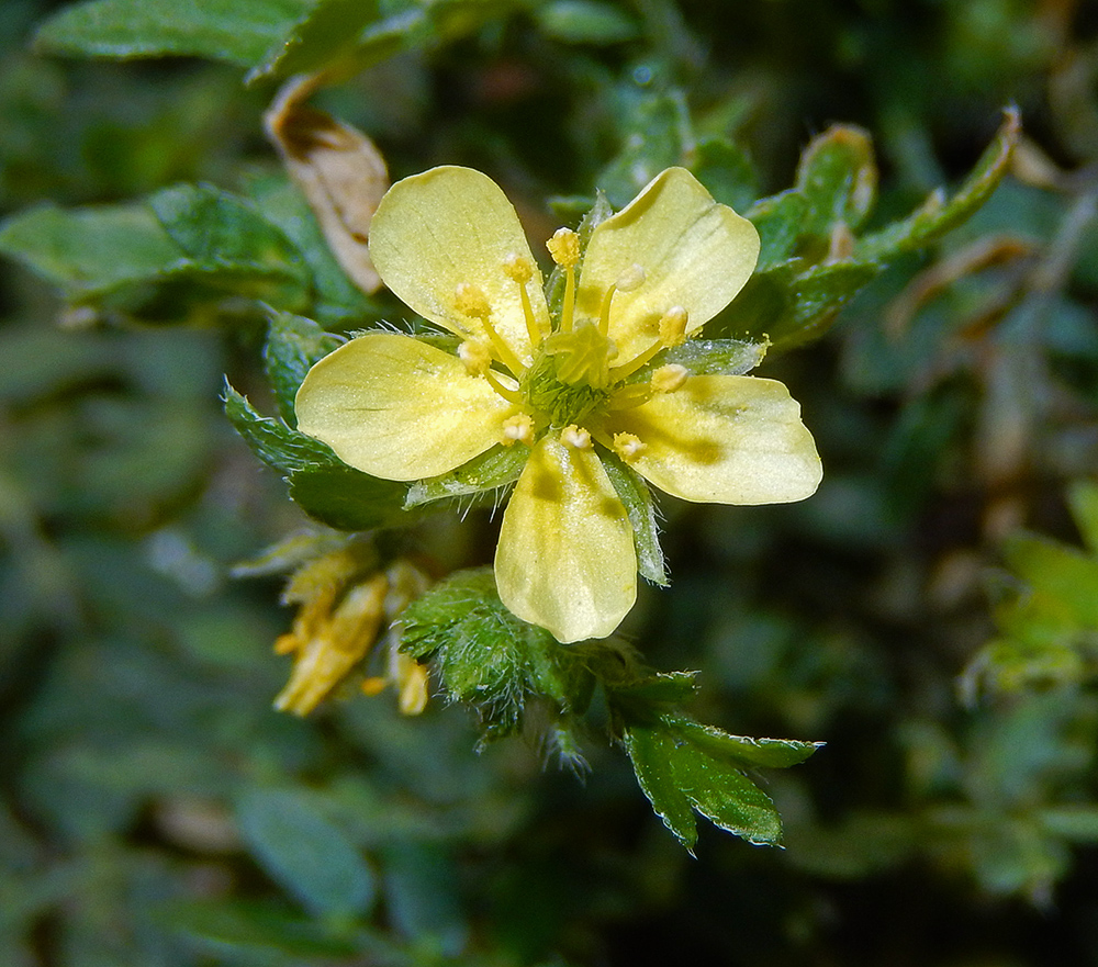 Изображение особи Tribulus terrestris.