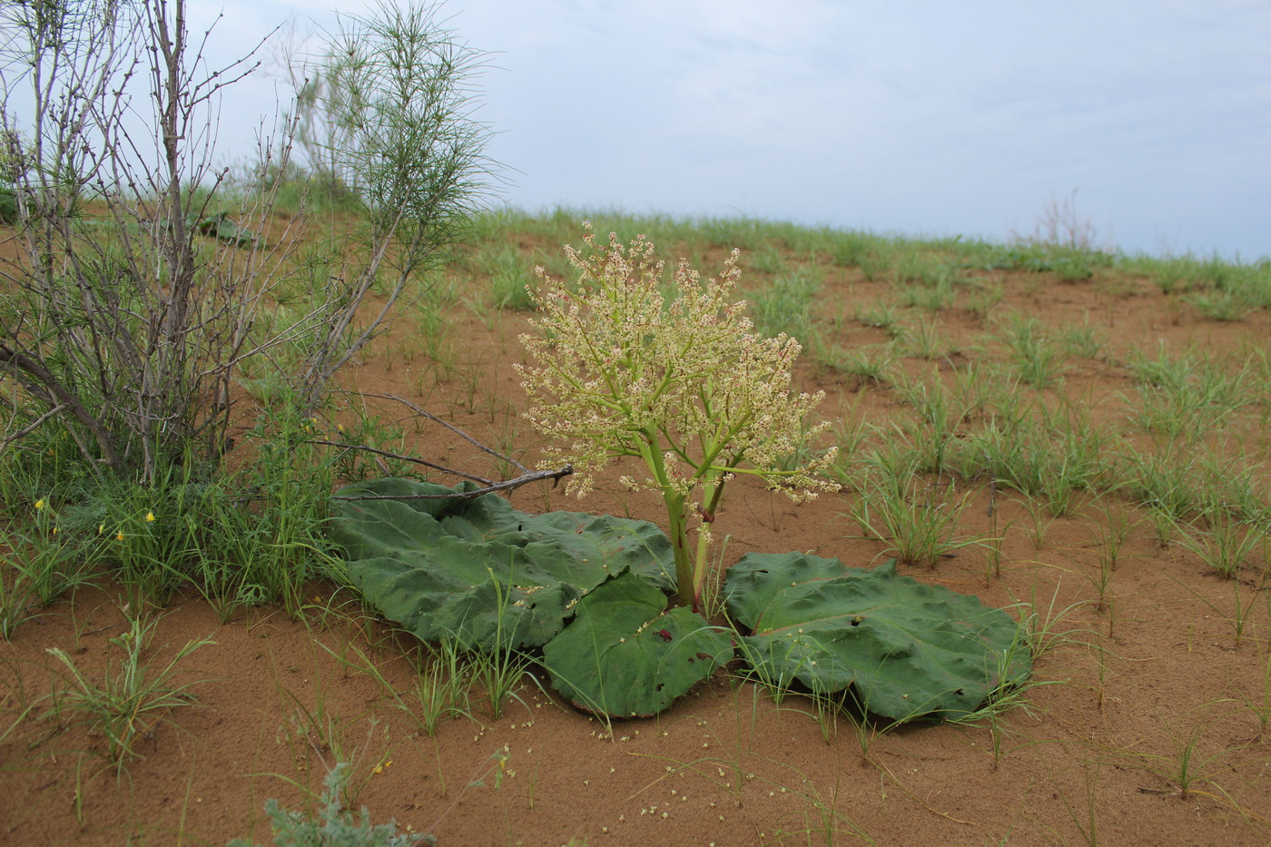 Изображение особи Rheum turkestanicum.