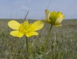 Ranunculus pedatus. Верхушки побегов с цветками. Крым, Керченский п-ов, Приазовье, Осовинская степь, периферия сопочного поля грязевого вулкана, галофитный луг. 01.05.2019.