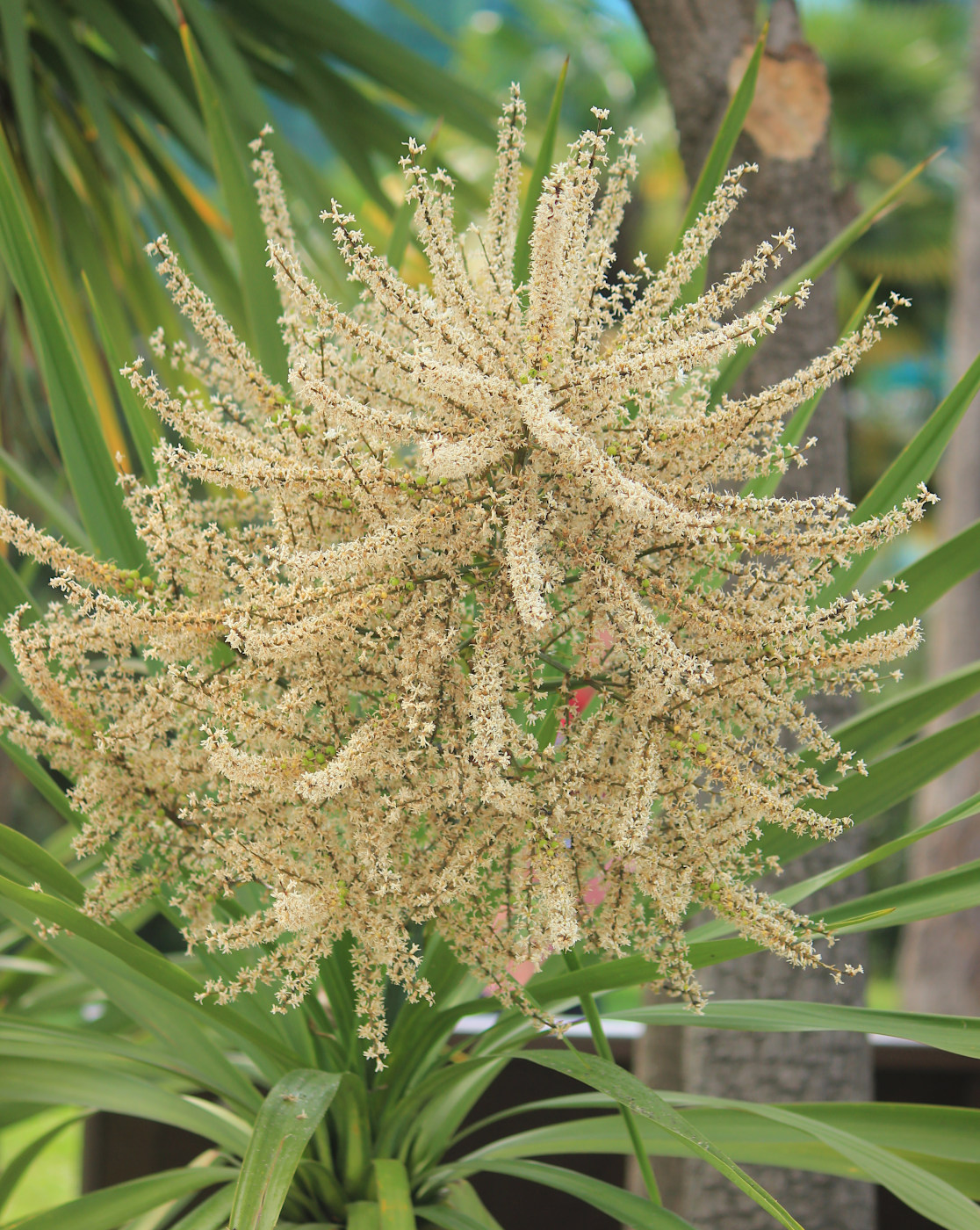 Image of Cordyline australis specimen.