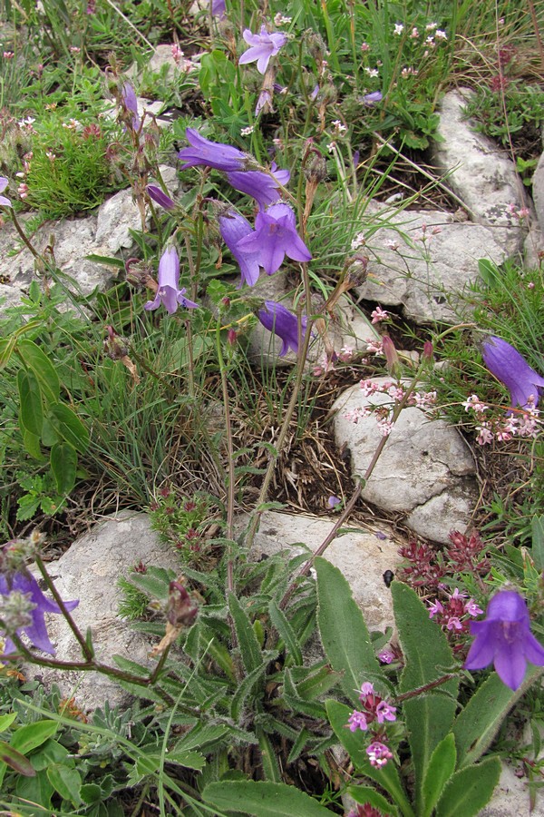 Image of Campanula taurica specimen.