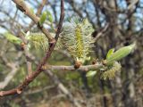 Salix abscondita